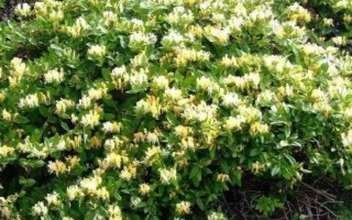 金银花冬天放在室外怕冻吗，有较强的耐寒能力不怕冻