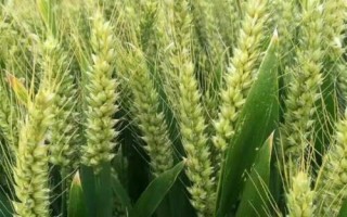 吉春28小麦种子特点，防治散黑穗病和地下害虫