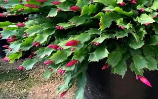 蟹爪兰耐不耐寒，属于热带植物不耐寒