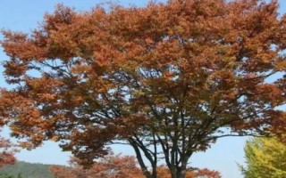 什么是秋枫,属于大戟科、秋枫属乔木