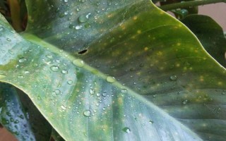 金钻不往上长的原因，可能是光照不足或缺少肥料等