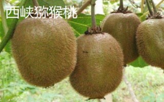 什么地方产的猕猴桃好吃，在我国南北各地均有出产