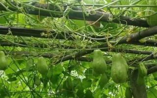 洋丝瓜的种植技术,进入夏季应勤浇水