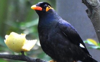 八哥鸟的饲养方法,选择易驯的头窝幼鸟为佳