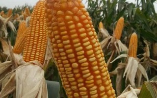 辉煌99玉米种子特征特性，在区试3000株/亩密度下