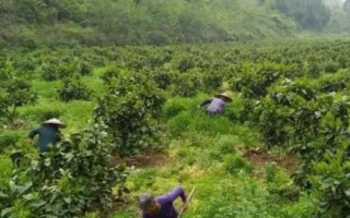 给柚子施肥要注意什么，需根据树龄调整肥料比例