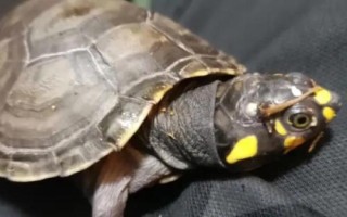 黄头侧颈龟吃小鱼吗，会吃一些死了的小鱼