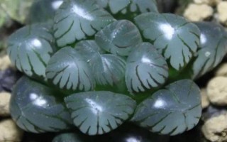 冰灯玉露的养殖方法，不适合放置在阳光下暴晒