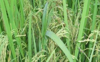 炫两优3006水稻种简介，一般4月下旬至5月中旬播种