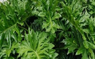 春羽怎么养殖以及要注意什么，生长旺盛期要充足施肥