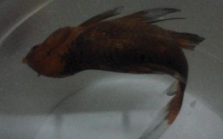 金鱼身体弯曲的原因，可能是收到惊吓或环境骤变等导致