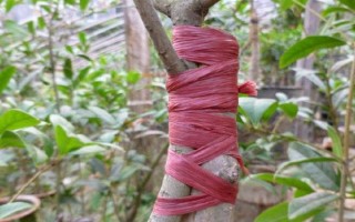 桂花怎么养护才可以更旺盛，每隔一周浇水1-2次