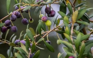 油橄榄的生长习性，适合生长在日平均气温18-24℃的区域