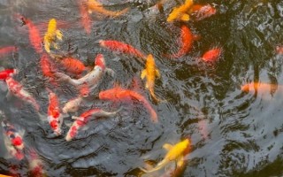 挑选锦鲤精品的方法,从颜色、体态、品种等方面下手