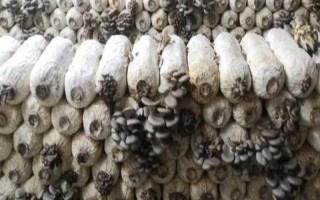 平菇菌棒生长缓慢怎么办，选择合适的菌种是有效措施