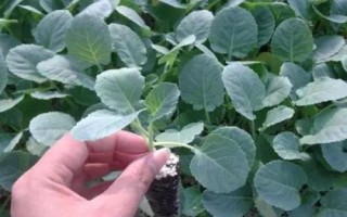 秋季种植西兰花的时间及方法,7月份育苗可在8月份定植