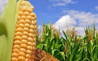师单3号玉米种子特征特性,(红河)平均生育期112天