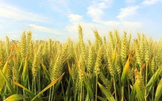 山农36小麦品种的特性,适宜播期10月5~15日