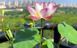 莲花的养殖方法，每天的晒光时长要超过7小时