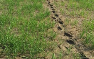 国泰香优龙晶水稻种子简介，每亩有效穗数15.6万穗