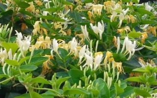 金银花什么时候采摘，在白蕾前期和白蕾期采摘为佳