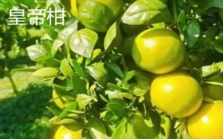 哪些柑橘品种最甜,包括皇帝柑、丑柑、脆蜜金柑等品种