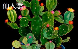 常见的室内绿化植物,常见的有发财树、绿萝等