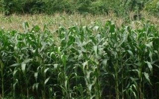 郑单901玉米种简介，大喇叭口期防治玉米螟虫