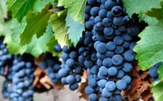 早熟的葡萄品种，常见的有夏日阳光、夏黑等