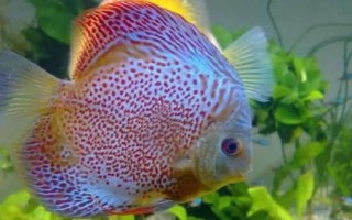 七彩神仙鱼需要开灯吗,室内光线并不充足的话则需要开灯补充光照