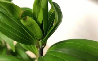 百合球茎溃疡病的危害,会影响植株的生长发育