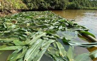 草鱼吃哪种食物可以快速生长,饲喂禾本科、浮萍科、水鳖科植物等食物能促进生长