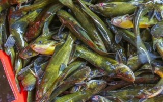 黄骨鱼养多久才能上市，需养殖12-13个月才能售卖