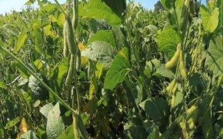石936大豆种子特点,生育期平均99天