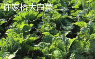 山东宁阳县的特产，气候四季分明