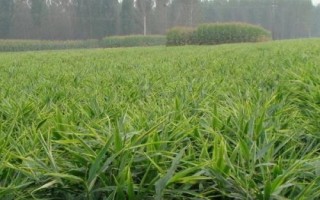 大姜死棵如何处理，需根据实际情况对症用药