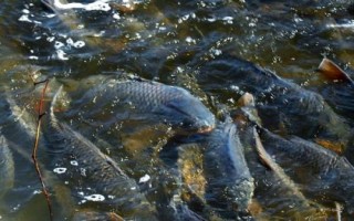 南方人是否真的不吃鲤鱼，江南一带通常不会食用