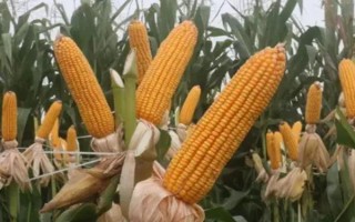 华玉10号玉米种子简介,4月上中旬播种