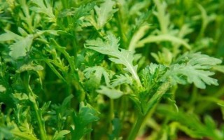 怎么摘茼蒿，有12-13片真叶时进行采收