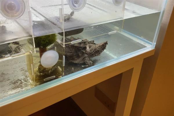 鳄龟的饲养方法，每隔7-10天消毒一次