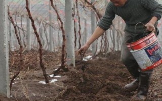 春季怎么对葡萄施肥，芽眼开始膨大时要亩施尿素25-30公斤