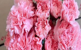 康乃馨的颜色，主要有红色、白色、粉红色等6种色彩