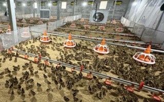 小鸡苗的养殖方法，雏鸡苗一定要注意保温