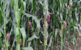 合玉158玉米种子特征特性，适宜播种期4月末至5月上旬