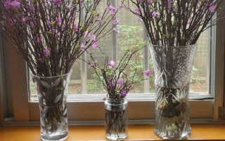 干杜鹃花树枝能养多长时间，只能养50天左右