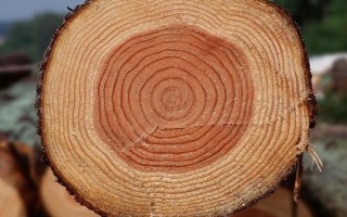 大树的年轮能辨别方向吗，年轮可以辨别方向