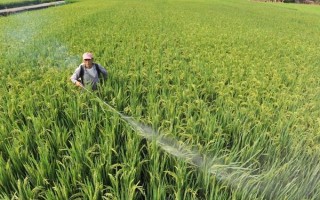 硫酸亚铁的使用方法，每隔10天左右喷施一次