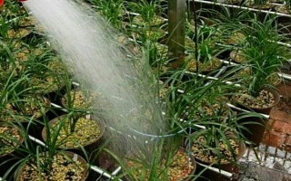 大花蕙兰怎么养殖，初秋至初冬要多晒光