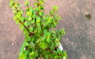 摆放金枝玉叶的禁忌，不能放在水气或阴气过重、容易受到暴晒的环境中