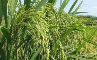江浙优0603水稻种子特征特性，每亩插足基本苗5万以上